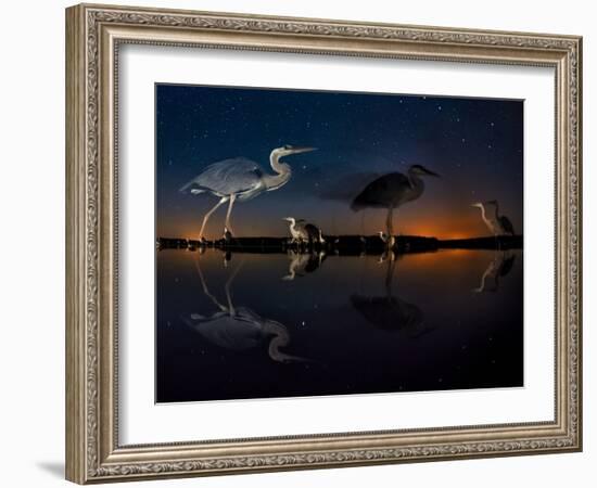 Herons At Night On Lake Csaj, Kiskunsag National Park, Hungary. Winner Of The Birds Category-Bence Mate-Framed Photographic Print