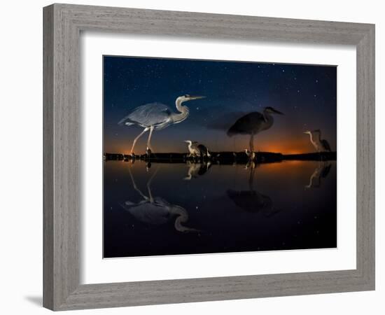 Herons At Night On Lake Csaj, Kiskunsag National Park, Hungary. Winner Of The Birds Category-Bence Mate-Framed Photographic Print