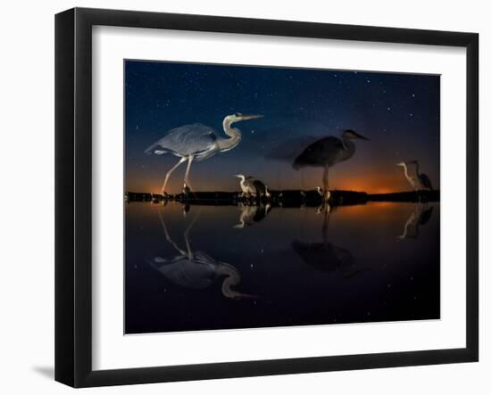 Herons At Night On Lake Csaj, Kiskunsag National Park, Hungary. Winner Of The Birds Category-Bence Mate-Framed Photographic Print