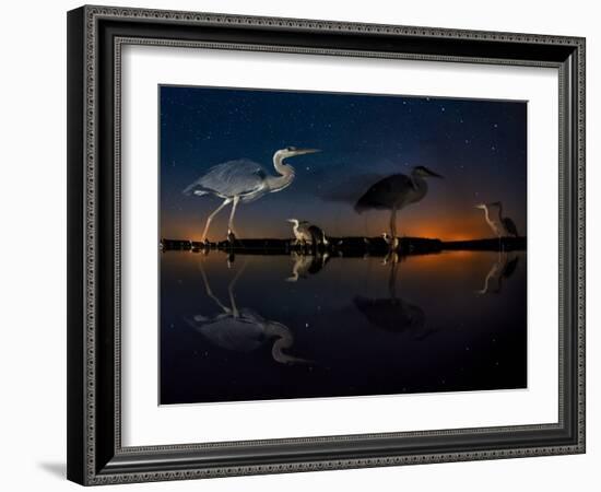 Herons At Night On Lake Csaj, Kiskunsag National Park, Hungary. Winner Of The Birds Category-Bence Mate-Framed Photographic Print