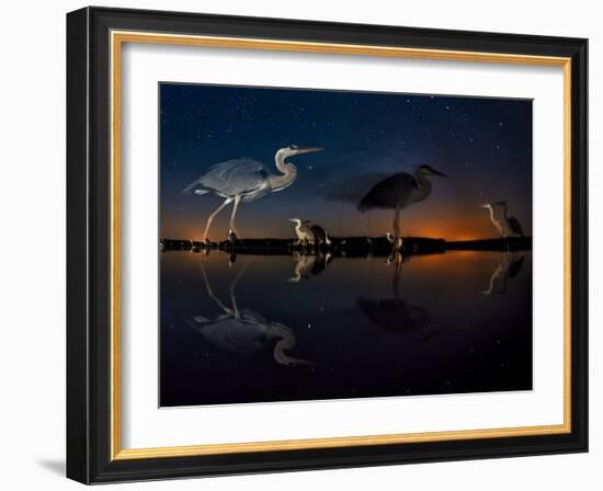 Herons At Night On Lake Csaj, Kiskunsag National Park, Hungary. Winner Of The Birds Category-Bence Mate-Framed Photographic Print