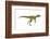 Herrerasaurus Dinosaur, Artwork-null-Framed Photographic Print