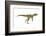 Herrerasaurus Dinosaur, Artwork-null-Framed Photographic Print