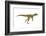 Herrerasaurus Dinosaur, Artwork-null-Framed Photographic Print
