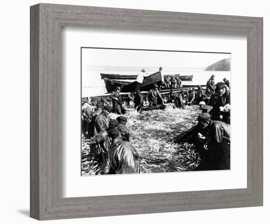 Herring Catch, C.1890-null-Framed Photographic Print