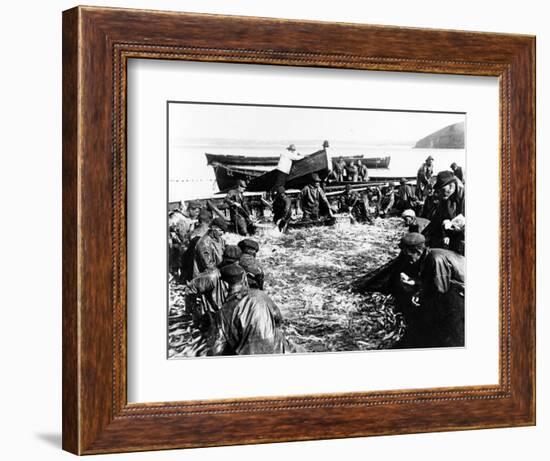 Herring Catch, C.1890-null-Framed Photographic Print