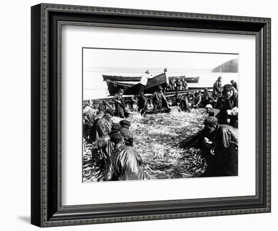 Herring Catch, C.1890-null-Framed Photographic Print