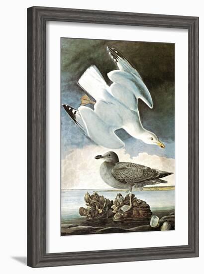 Herring Gull & Black Duck-John James Audubon-Framed Art Print