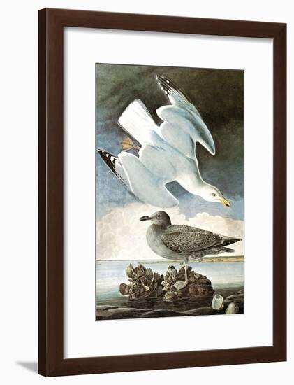 Herring Gull & Black Duck-John James Audubon-Framed Art Print