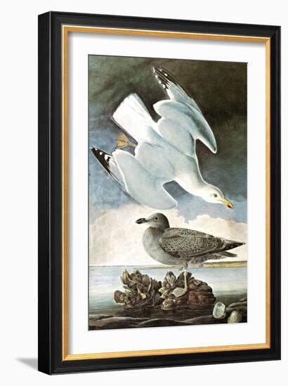 Herring Gull & Black Duck-John James Audubon-Framed Art Print