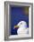 Herring Gull, Cornwall, UK-Ross Hoddinott-Framed Photographic Print