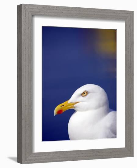 Herring Gull, Cornwall, UK-Ross Hoddinott-Framed Photographic Print