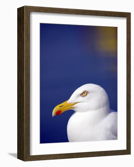 Herring Gull, Cornwall, UK-Ross Hoddinott-Framed Photographic Print