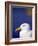 Herring Gull, Cornwall, UK-Ross Hoddinott-Framed Photographic Print