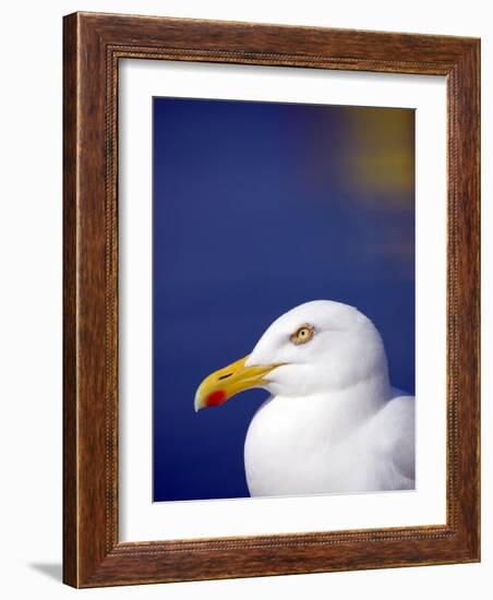 Herring Gull, Cornwall, UK-Ross Hoddinott-Framed Photographic Print