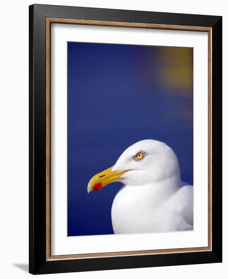 Herring Gull, Cornwall, UK-Ross Hoddinott-Framed Photographic Print