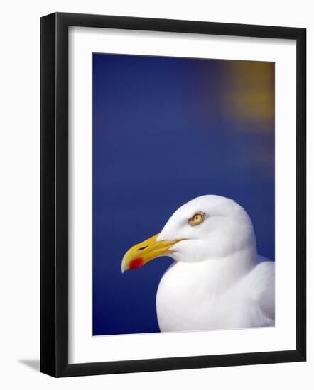 Herring Gull, Cornwall, UK-Ross Hoddinott-Framed Photographic Print