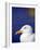 Herring Gull, Cornwall, UK-Ross Hoddinott-Framed Photographic Print