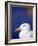 Herring Gull, Cornwall, UK-Ross Hoddinott-Framed Photographic Print