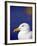 Herring Gull, Cornwall, UK-Ross Hoddinott-Framed Photographic Print