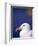 Herring Gull, Cornwall, UK-Ross Hoddinott-Framed Photographic Print