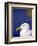 Herring Gull, Cornwall, UK-Ross Hoddinott-Framed Photographic Print