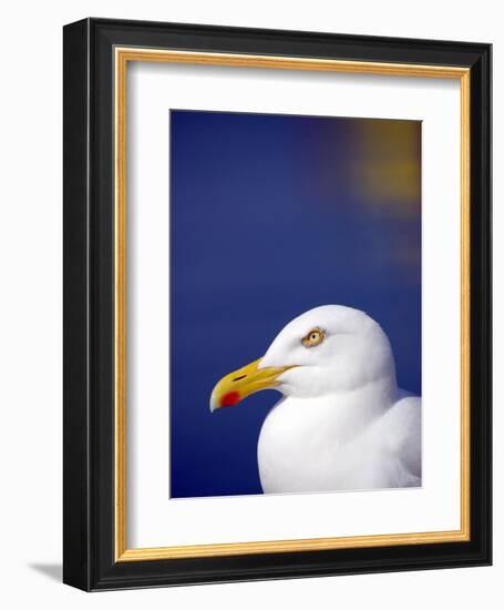 Herring Gull, Cornwall, UK-Ross Hoddinott-Framed Photographic Print