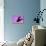 Herring Gull Flying, Norway-Niall Benvie-Photographic Print displayed on a wall