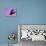 Herring Gull Flying, Norway-Niall Benvie-Photographic Print displayed on a wall