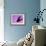 Herring Gull Flying, Norway-Niall Benvie-Framed Photographic Print displayed on a wall