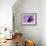 Herring Gull Flying, Norway-Niall Benvie-Framed Photographic Print displayed on a wall