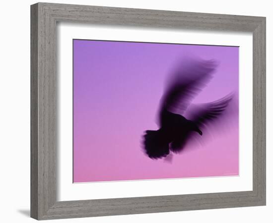 Herring Gull Flying, Norway-Niall Benvie-Framed Photographic Print