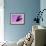 Herring Gull Flying, Norway-Niall Benvie-Framed Photographic Print displayed on a wall