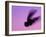 Herring Gull Flying, Norway-Niall Benvie-Framed Photographic Print