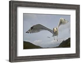 Herring Gull (Larus argentatus) close up of juvenile in flight, Flatanger, Norway, October-Markus Varesvuo-Framed Photographic Print