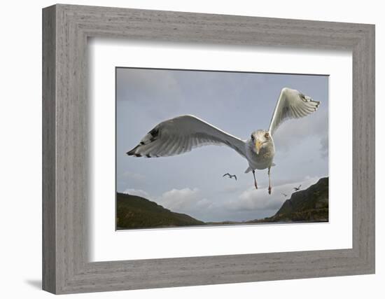 Herring Gull (Larus argentatus) close up of juvenile in flight, Flatanger, Norway, October-Markus Varesvuo-Framed Photographic Print