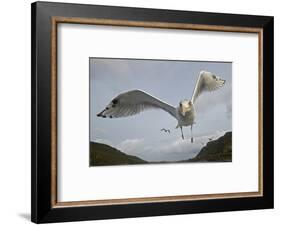 Herring Gull (Larus argentatus) close up of juvenile in flight, Flatanger, Norway, October-Markus Varesvuo-Framed Photographic Print