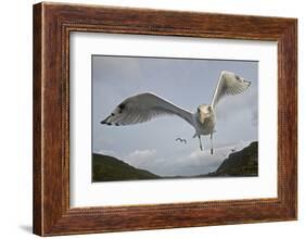 Herring Gull (Larus argentatus) close up of juvenile in flight, Flatanger, Norway, October-Markus Varesvuo-Framed Photographic Print