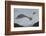 Herring Gull (Larus argentatus) close up of juvenile in flight, Flatanger, Norway, October-Markus Varesvuo-Framed Photographic Print