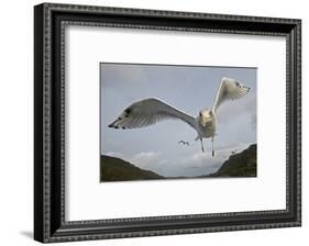 Herring Gull (Larus argentatus) close up of juvenile in flight, Flatanger, Norway, October-Markus Varesvuo-Framed Photographic Print