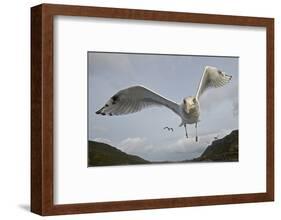 Herring Gull (Larus argentatus) close up of juvenile in flight, Flatanger, Norway, October-Markus Varesvuo-Framed Photographic Print