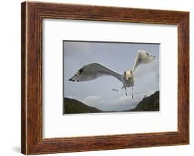 Herring Gull (Larus argentatus) close up of juvenile in flight, Flatanger, Norway, October-Markus Varesvuo-Framed Photographic Print