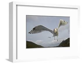 Herring Gull (Larus argentatus) close up of juvenile in flight, Flatanger, Norway, October-Markus Varesvuo-Framed Photographic Print