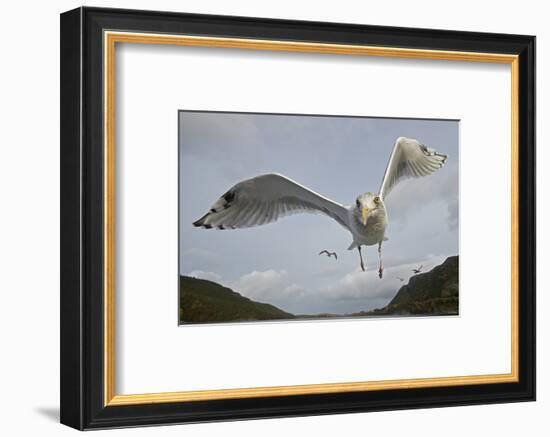 Herring Gull (Larus argentatus) close up of juvenile in flight, Flatanger, Norway, October-Markus Varesvuo-Framed Photographic Print