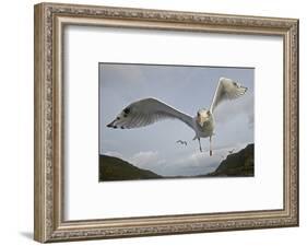 Herring Gull (Larus argentatus) close up of juvenile in flight, Flatanger, Norway, October-Markus Varesvuo-Framed Photographic Print