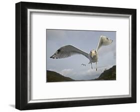 Herring Gull (Larus argentatus) close up of juvenile in flight, Flatanger, Norway, October-Markus Varesvuo-Framed Photographic Print