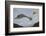 Herring Gull (Larus argentatus) close up of juvenile in flight, Flatanger, Norway, October-Markus Varesvuo-Framed Photographic Print