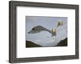 Herring Gull (Larus argentatus) close up of juvenile in flight, Flatanger, Norway, October-Markus Varesvuo-Framed Photographic Print
