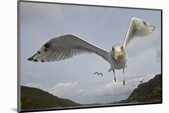 Herring Gull (Larus argentatus) close up of juvenile in flight, Flatanger, Norway, October-Markus Varesvuo-Mounted Photographic Print