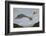 Herring Gull (Larus argentatus) close up of juvenile in flight, Flatanger, Norway, October-Markus Varesvuo-Framed Photographic Print